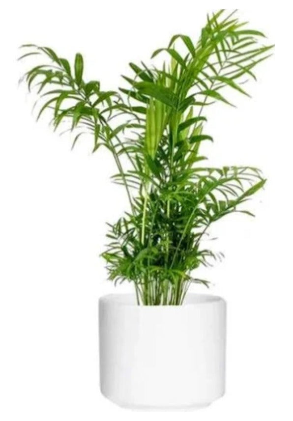 bamboo palm vs parlor palm Bamboo Palm (Chamaedorea Elegans)