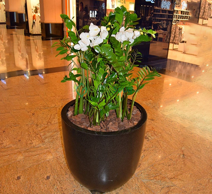 Zamioculcas plant