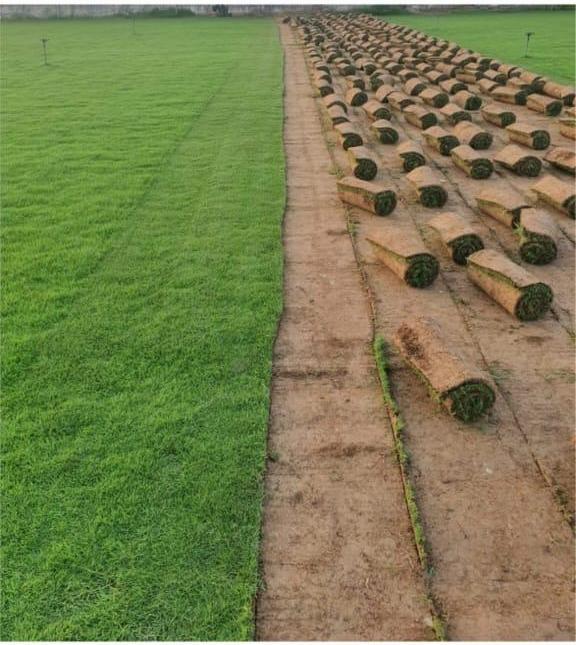 Grass Natural Carpet Bermuda Grass “American Bermuda” (Price Per Square Meters)