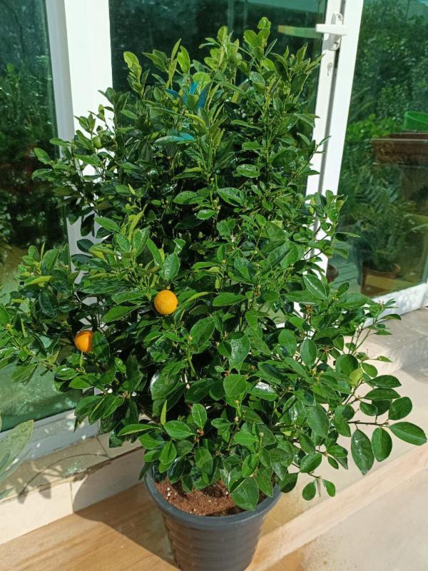 Mandarin Orange Fruit Tree | Lush Citrus Plant for Home & Garden