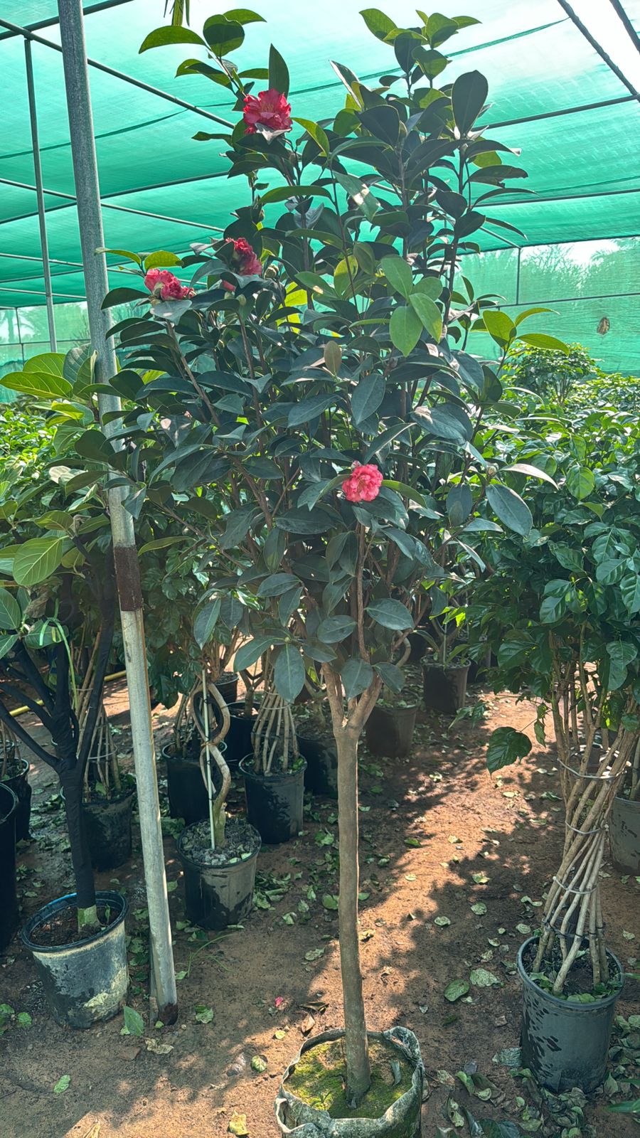 Camellia # Chinese rose