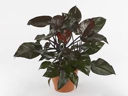 african philodendron Philodendron 'Black Congo'