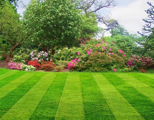 Grass Natural Carpet Bermuda Grass “American Bermuda” (Price Per Square Meters)