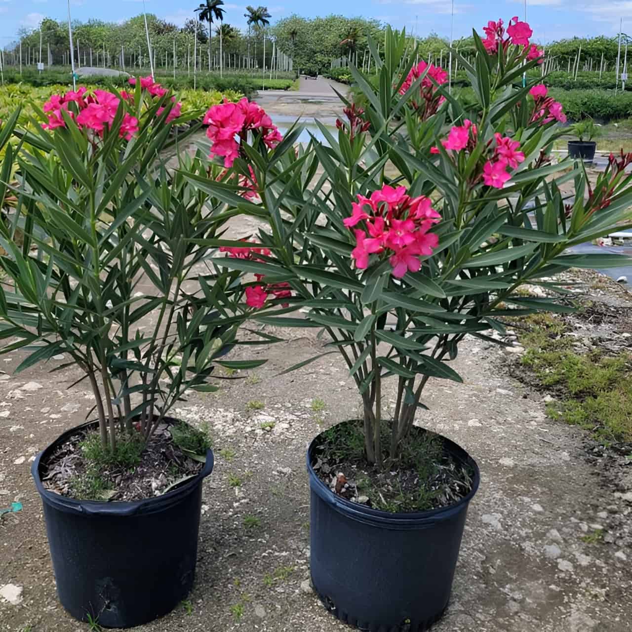 oleander indoor plant Buy Nerium Oleander