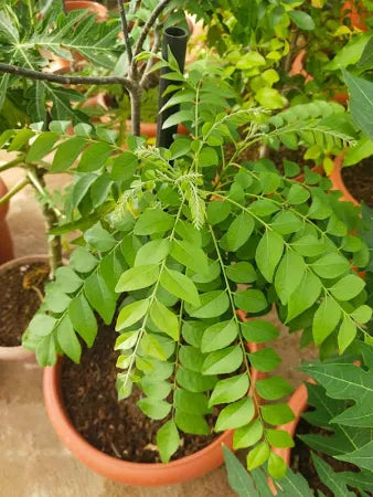 curry leaves plant indoor Dwarf Curry Leaf Plant – Premium Indoor & Outdoor Greenery