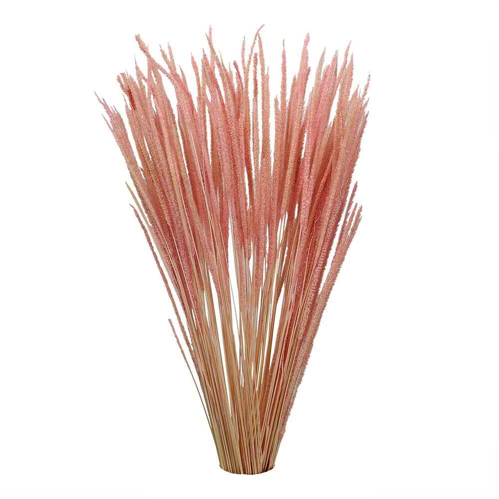 Natural Dried Flower Pink Golden Grass UAE -Goldgrass-001