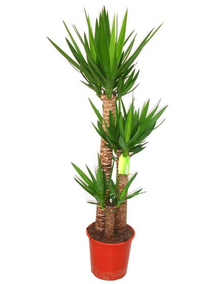 Yucca