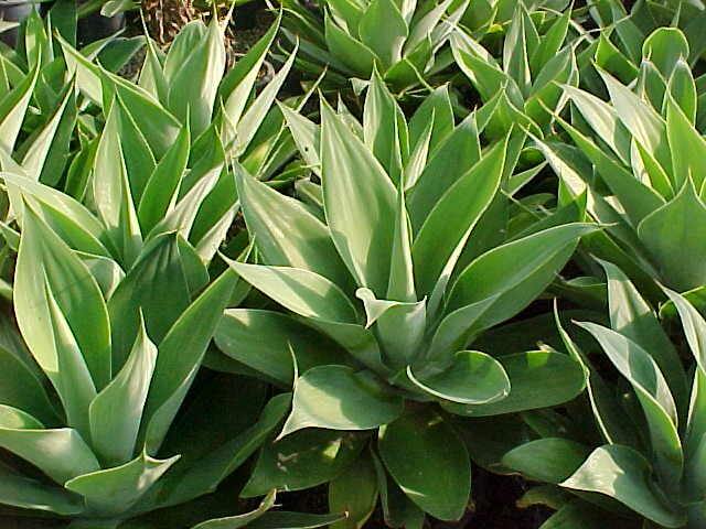 Agave Attenuata or spineless century plant