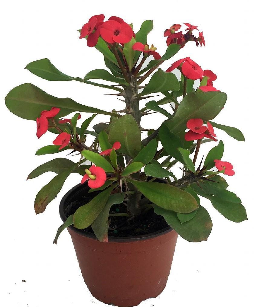 Christ Plant-Euphorbia Milii(Height 30 cm )out door plants