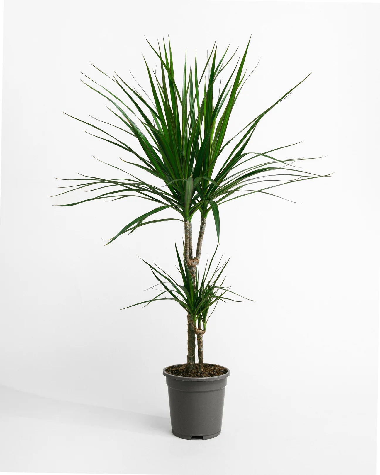 Dracaena Dragon Tree
