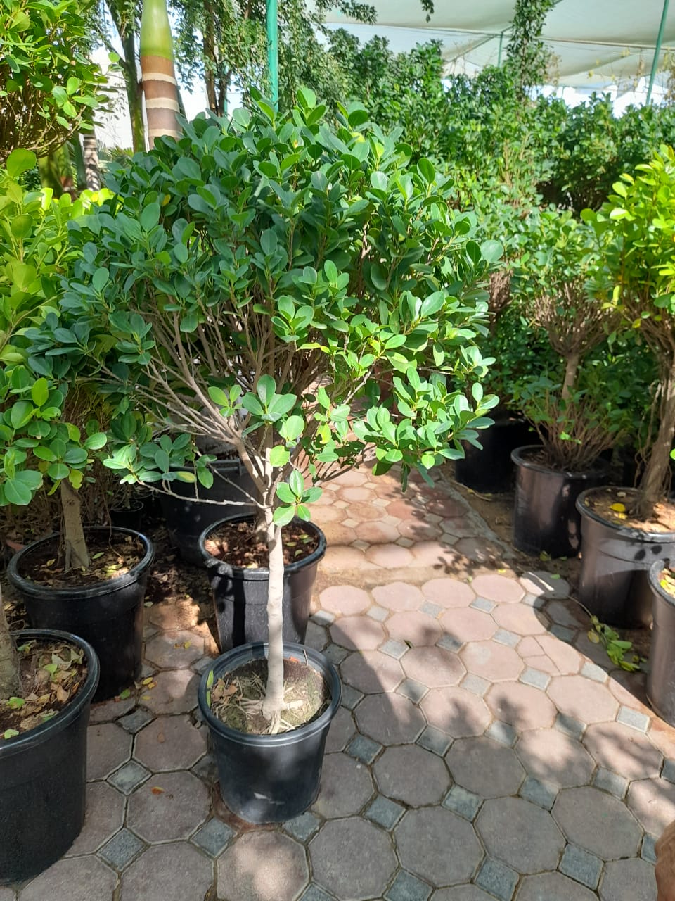 bonsai ficus panda Ficus Panda Single Head
