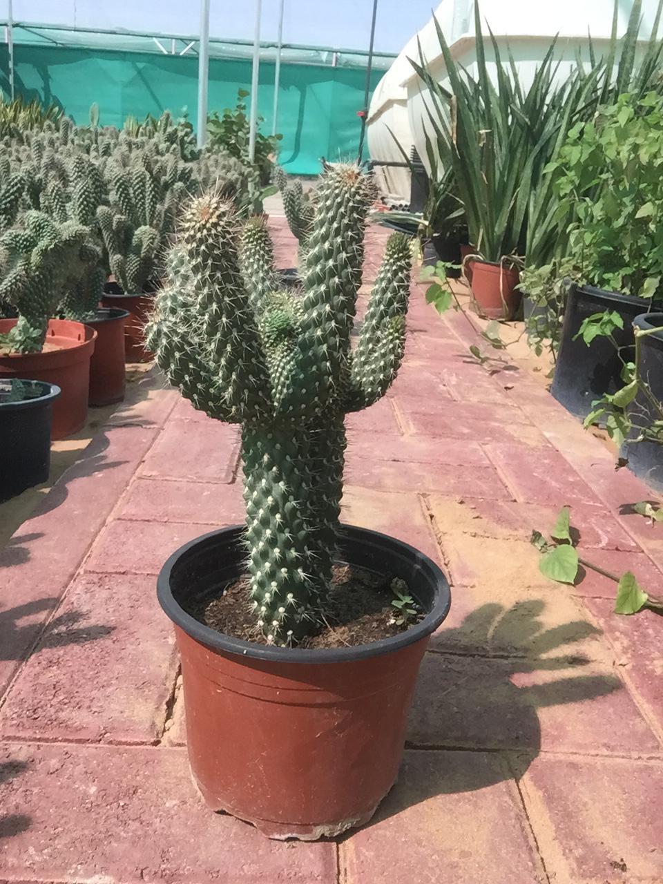 hedgehog succulent plant Hedgehog Cactus-Echinocereus