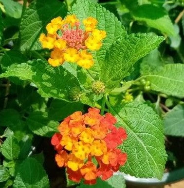 Lantana Mix Color-Lantana Camara