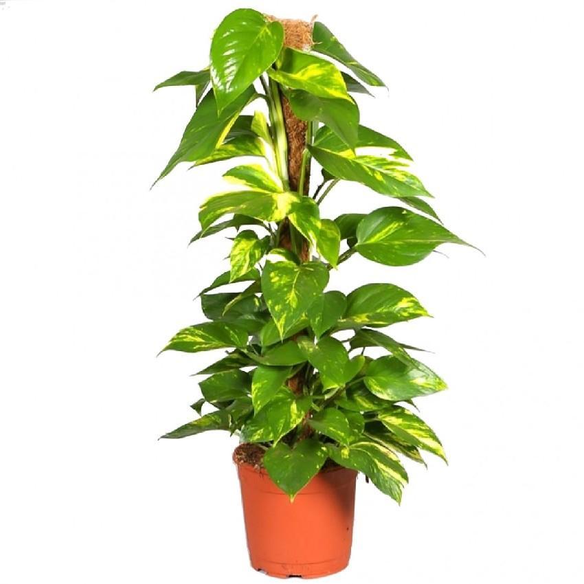 money plant details Money Plant