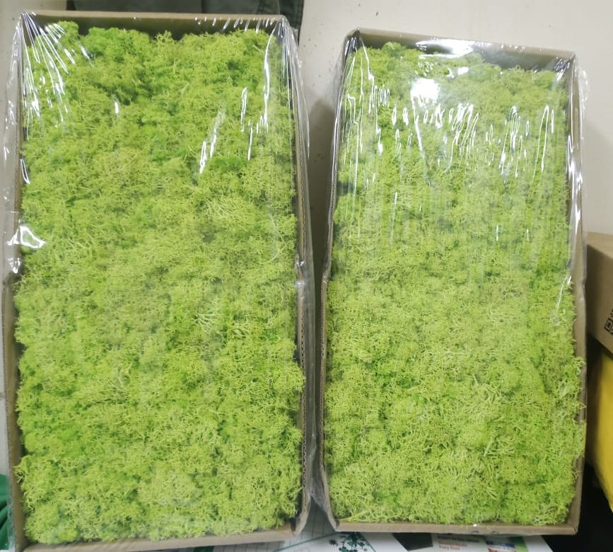 Reindeer Moss – Preserved