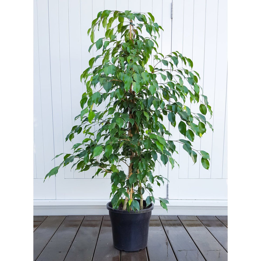 Ficus Bejamina or Weeping fig