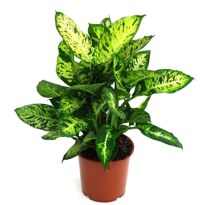 dieffenbachia compacta watering DIEFFENBACHIA-COMPACTA