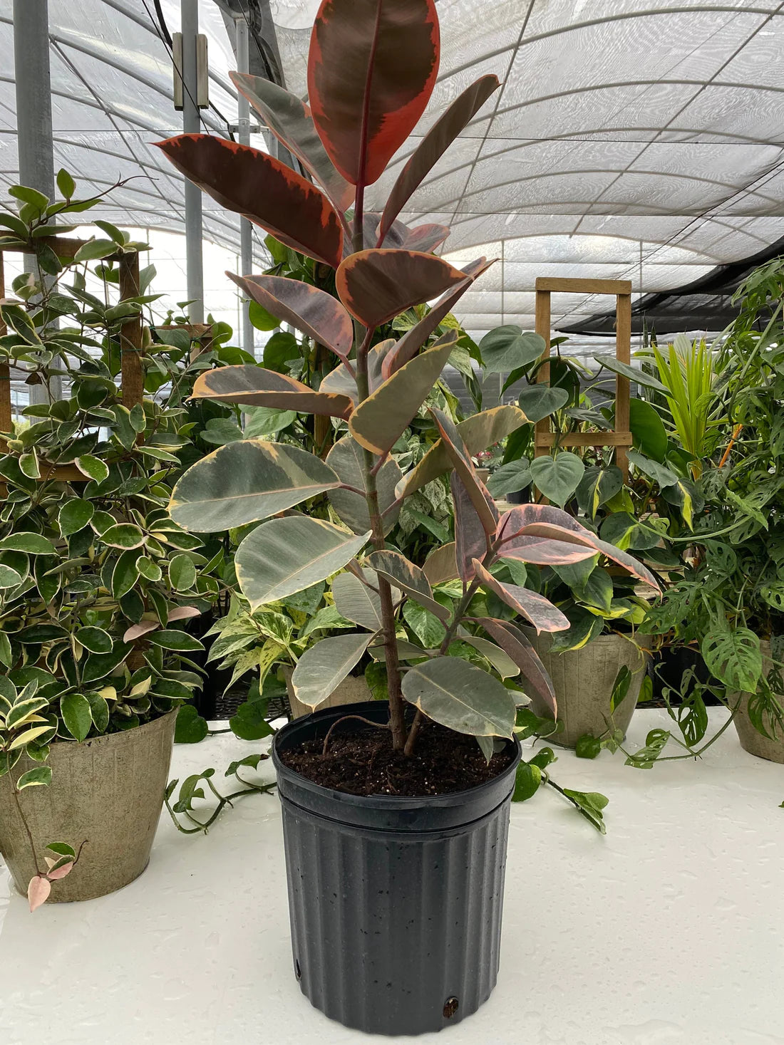 black rubber tree Rubber Tree