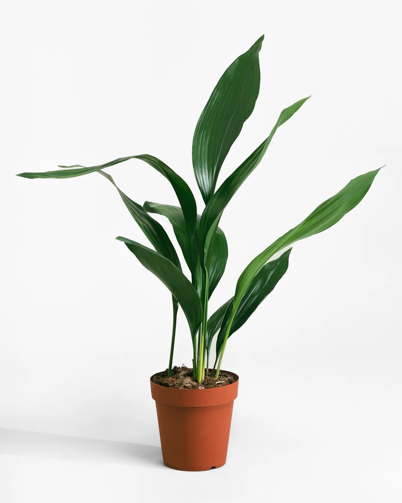Cast Iron Plant