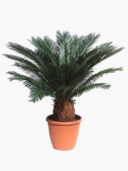 Cycad