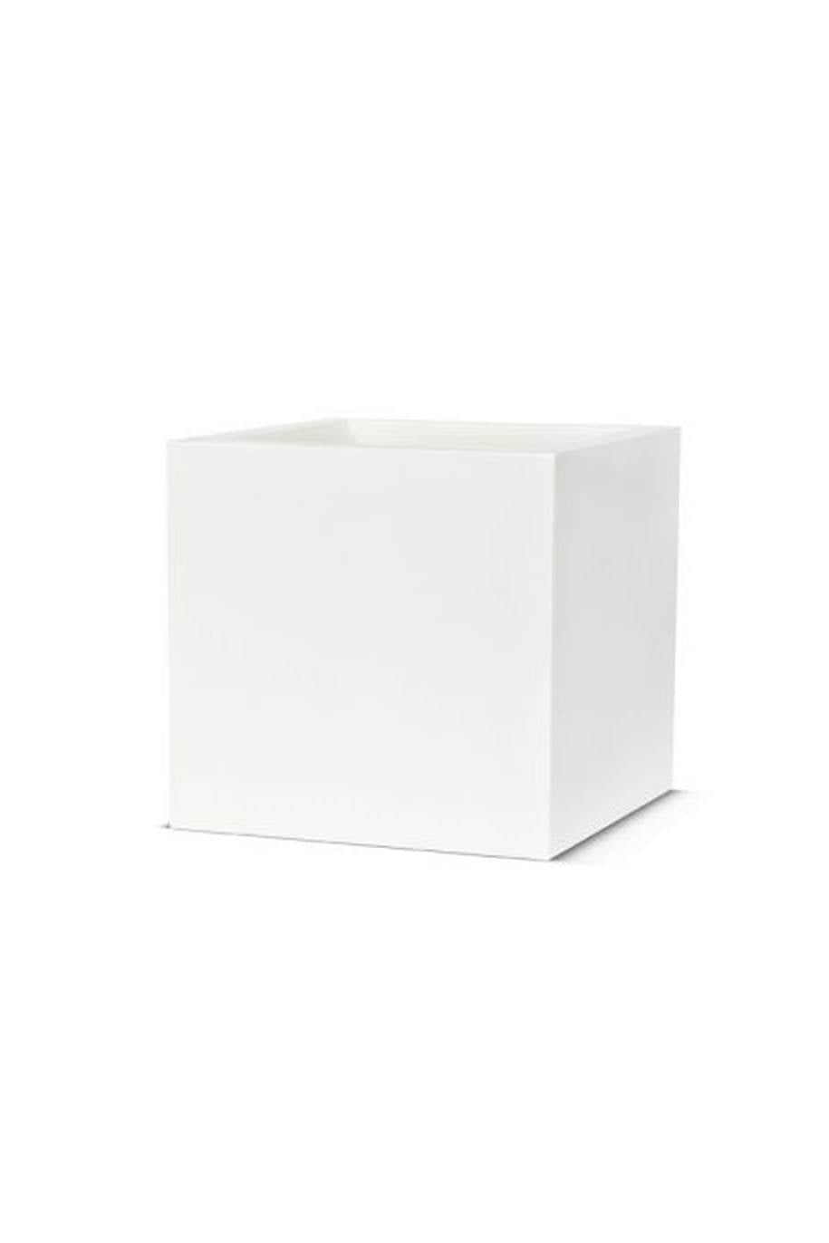 Dracaena Dragon Tree