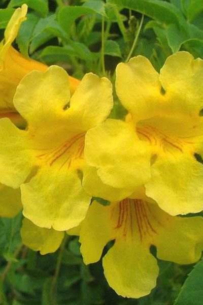 Tecoma Smithii