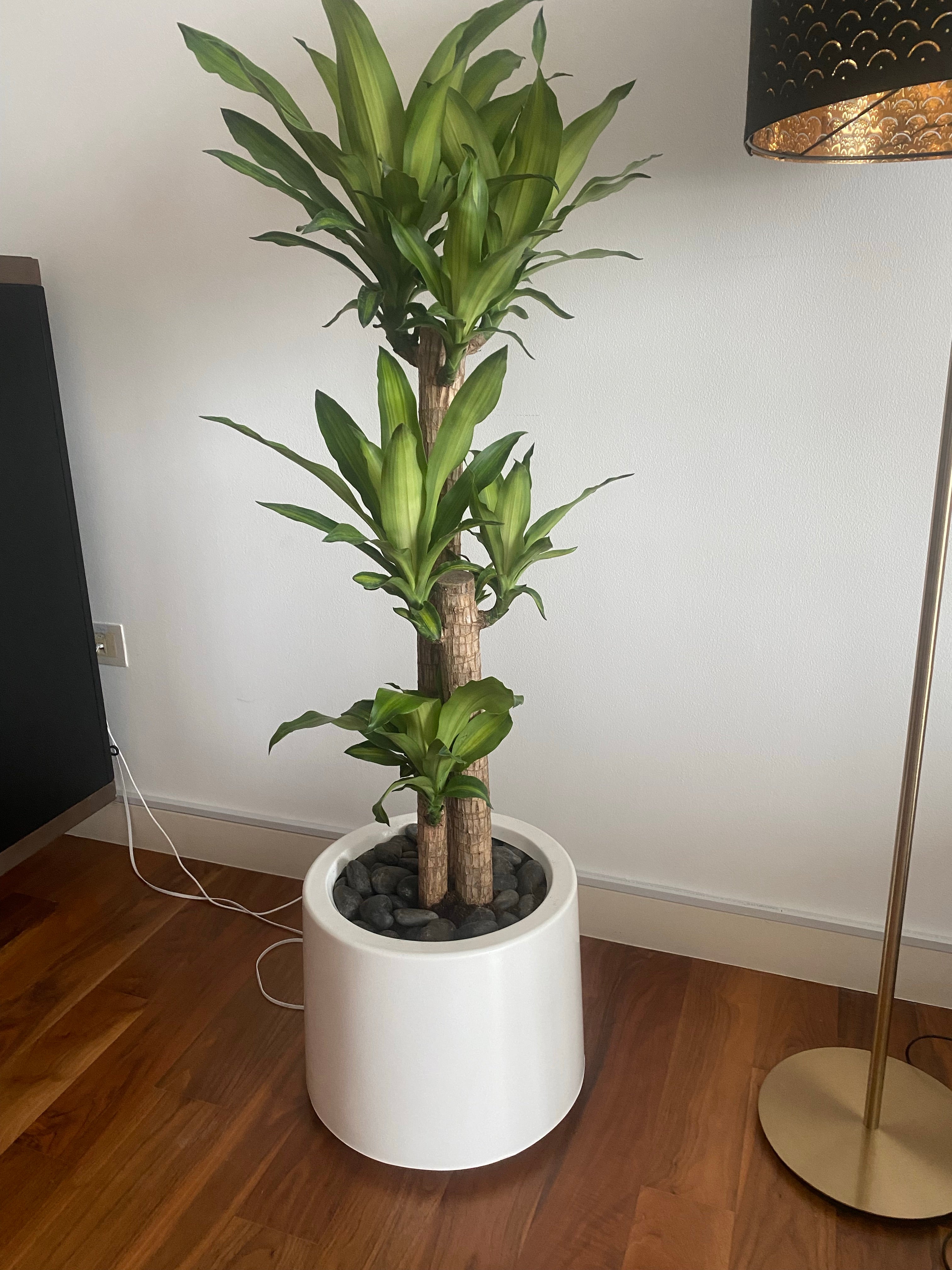 dracaena massangeana light Dracaena Massangeana with White fiber glass pot