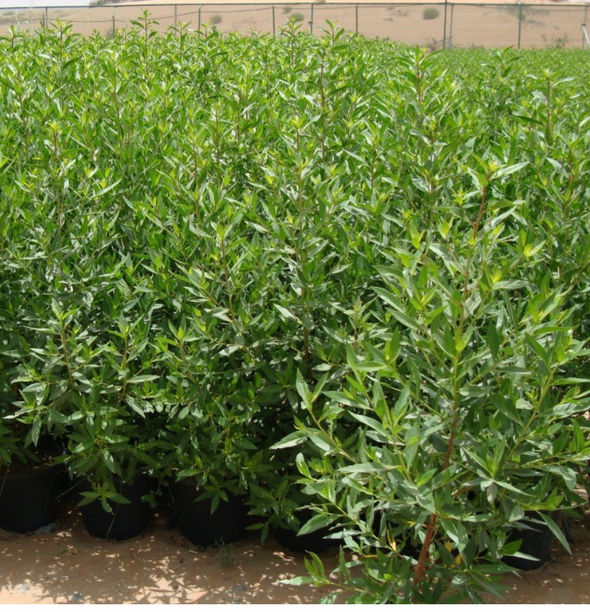 Saudi’ or Damas tree