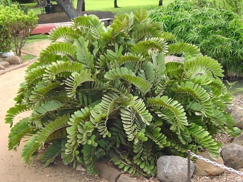 zamia palm plant Zamia outdoor