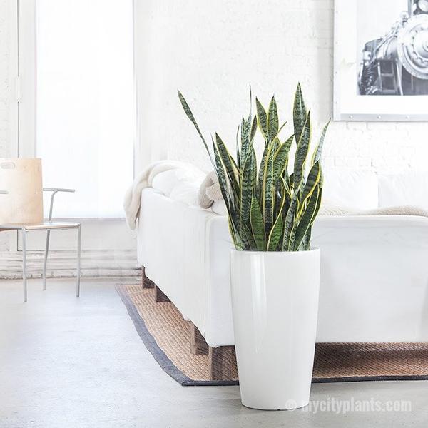 snake pot for plants Snake Plant Sansevieria with white fiber tall pot