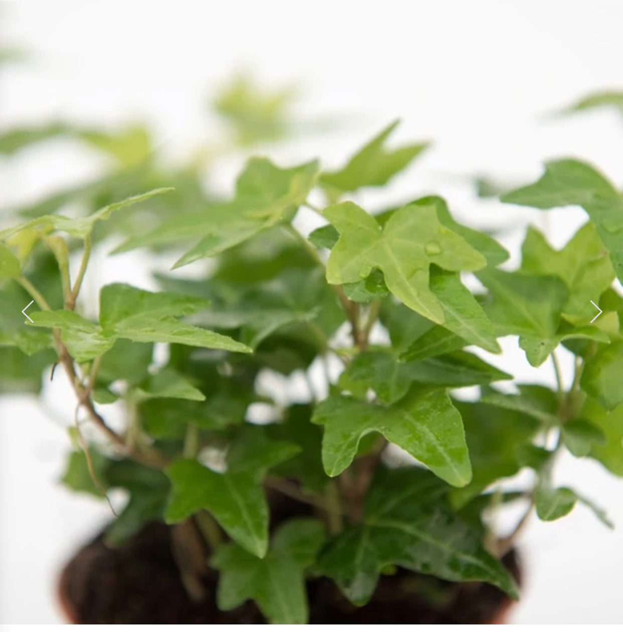 English Ivy Plant (Hanging Plant)