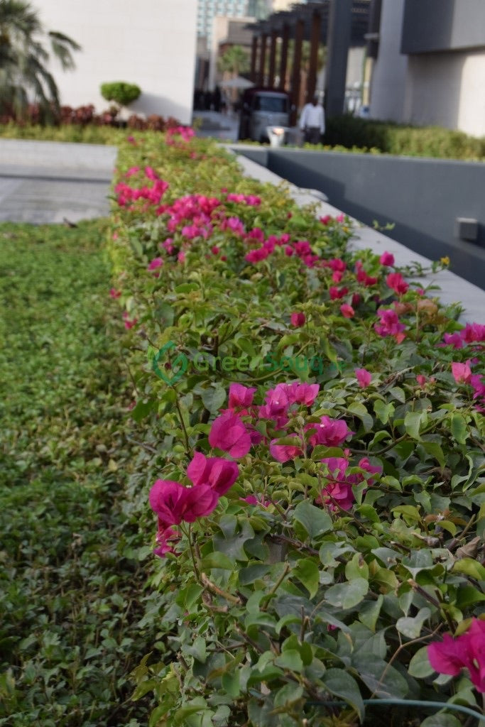 Home gardening services