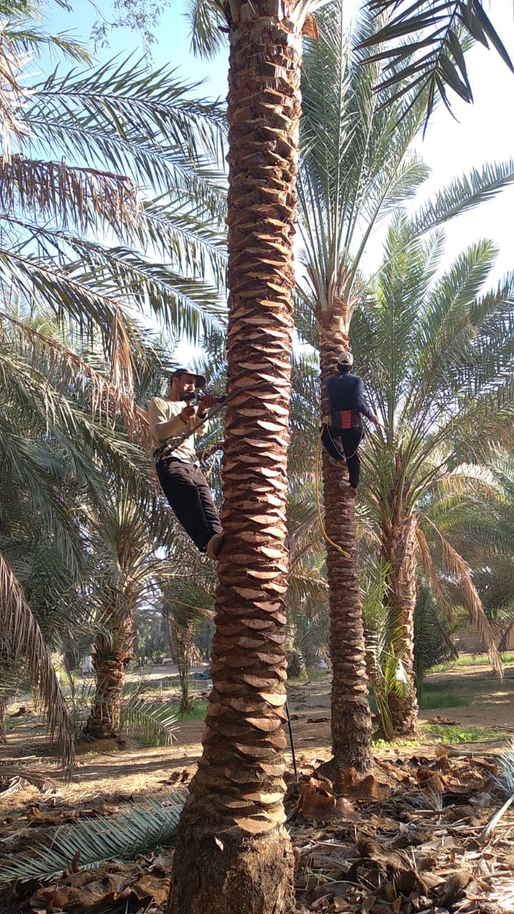Date Palm
