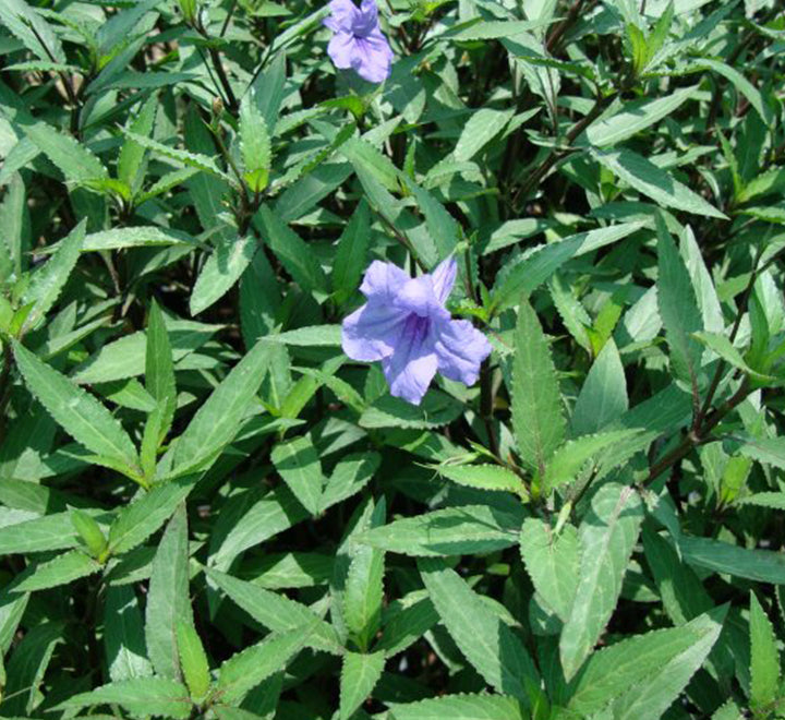 Ruellia ciliosa or wild petunia