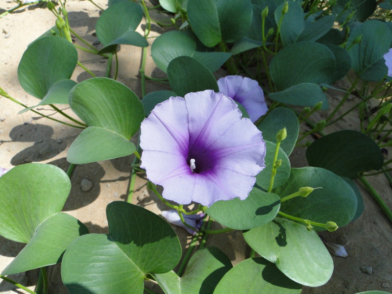 Poets Jasmine-Jasminum Grandiflorum