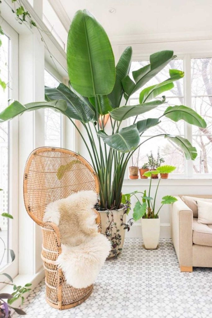 Strelitzia Nicolai or Bird of Paradise