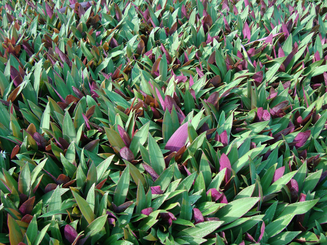 Rhoeo discolor or Moses-in-the-cradle