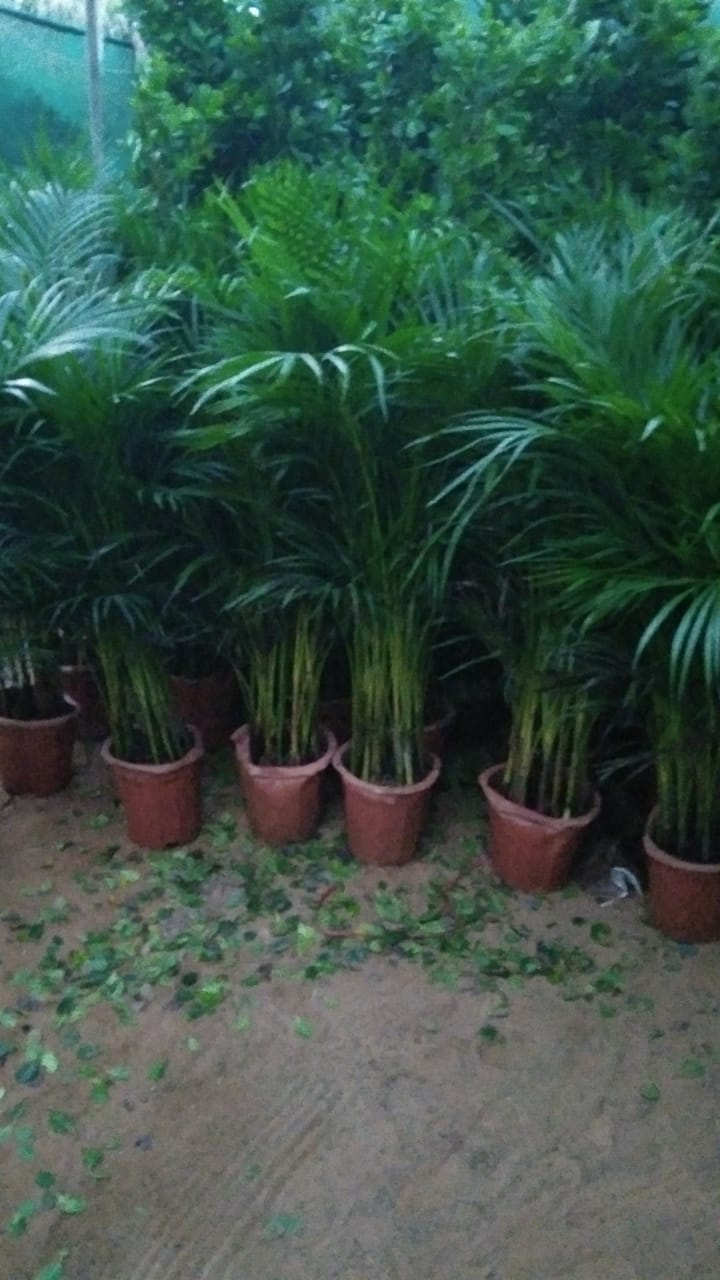 Areca Palm 1.7 to 1.8 meters with ceramic pot