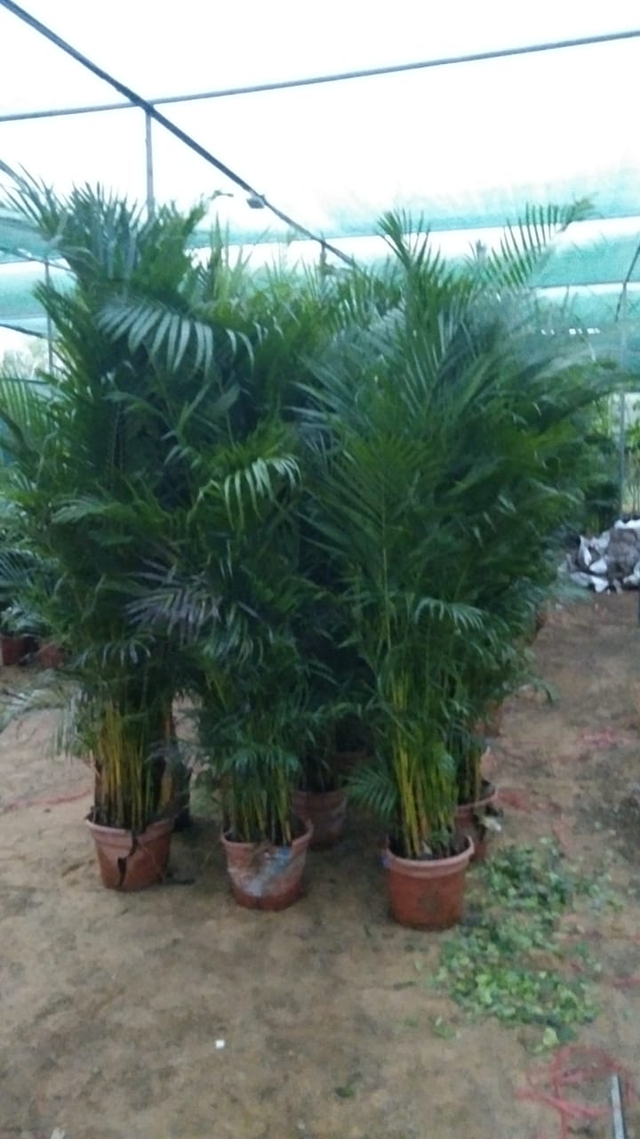 Areca Palm 1.7 to 1.8 meters with ceramic pot