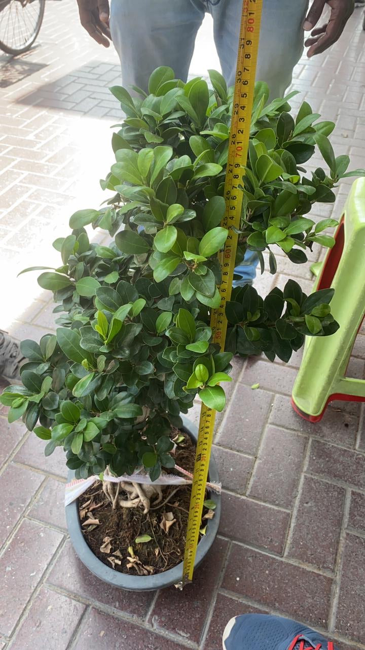 Plants garden Dubai maintenance