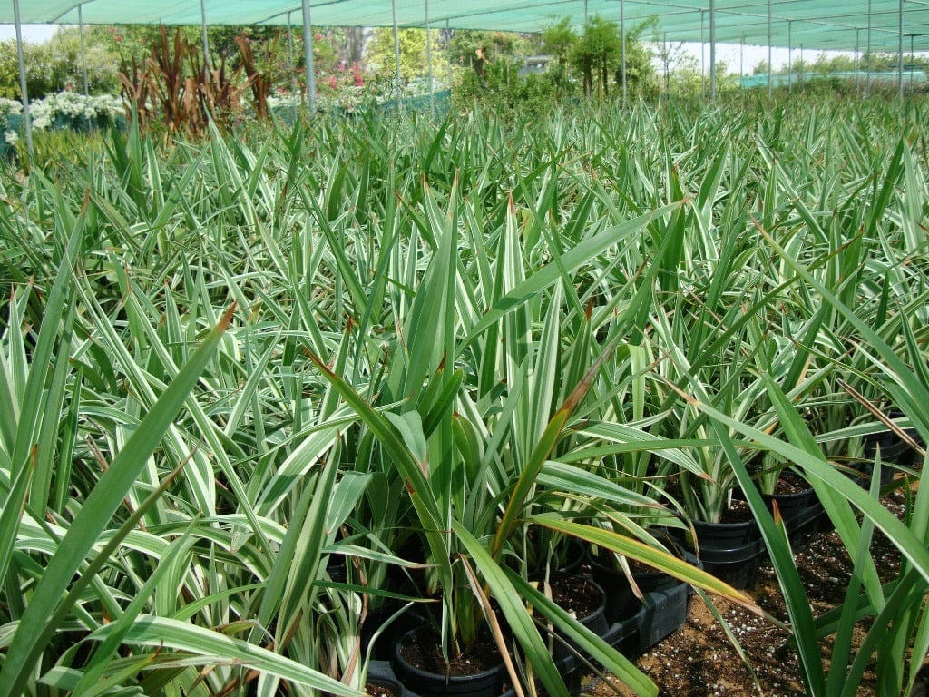 Dianella tasmanica “Variegata” or Tasman Flax-lily 25 – 35cm