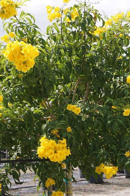 Tecoma Smithii