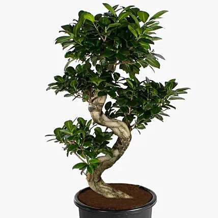 Ficus Bonsai - XL