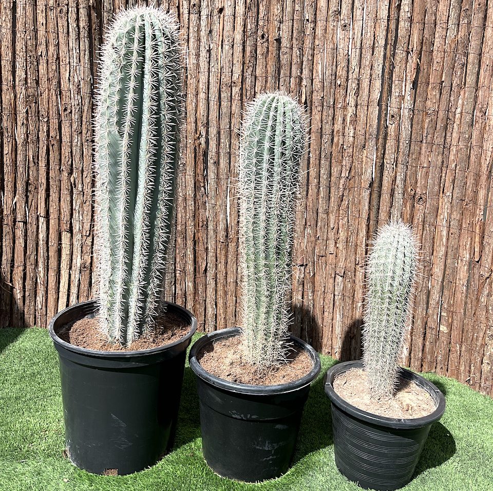 saguaro kaktus kaufen Saguaro cactus