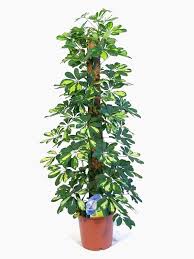 Schefflera