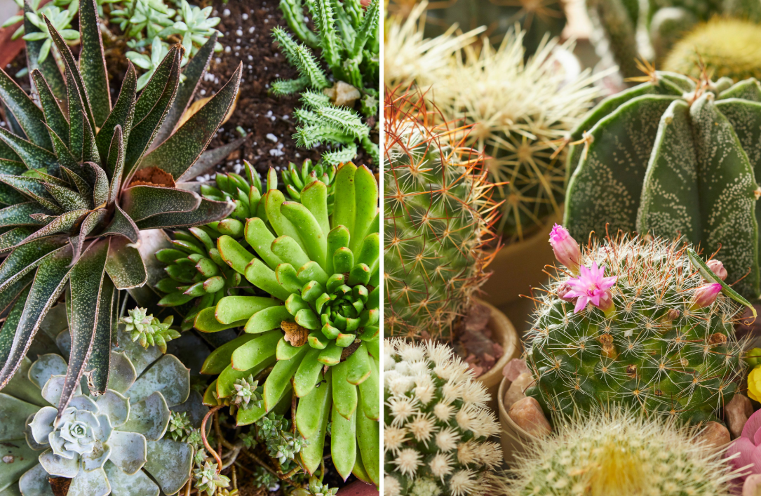Cactus vs Succulent: What’s the Difference?