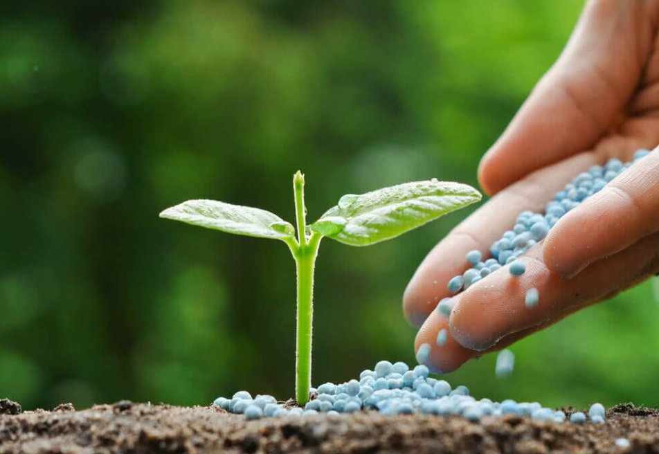 Best Fertilizer Practices for Outdoor Plants in Dubai