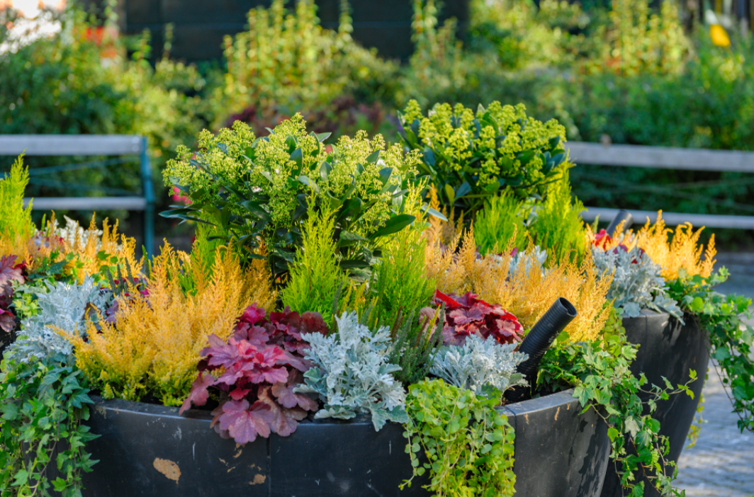 10 Outdoor Flowering Plants to Brighten Your Garden