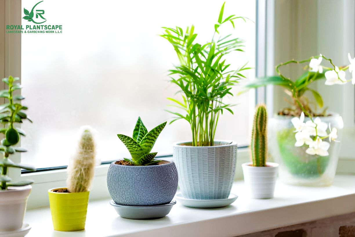 Best Tabletop Plants 