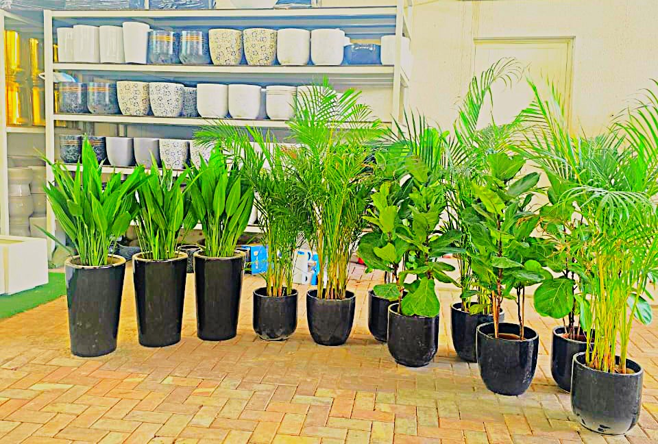 Combo Plants Bundle of 11 Pieces | Indoor Plants |Ceramics Pots Plants| Office Plants | Home Plants